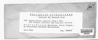 Pseudochaete tabacina image